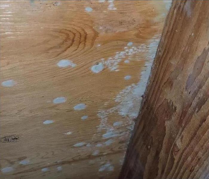 Green spots of mold wood