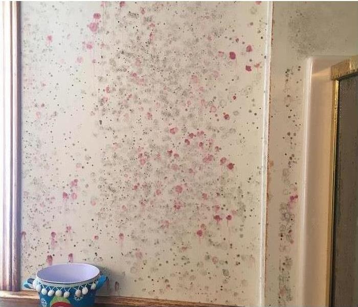 Walls of a home covered with mold.